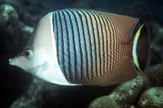 Chaetodon mesoleucos (Pesce farfalla dalla faccia bianca)